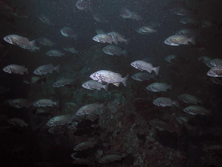 school of rockfish in dark water
